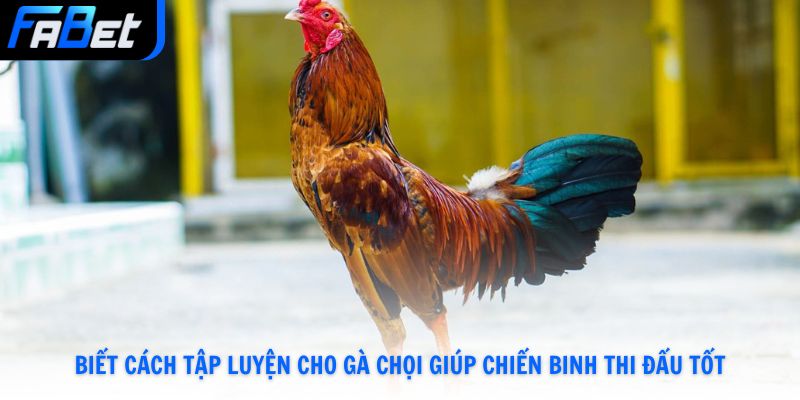 Biết cách tập luyện cho gà chọi giúp chiến binh thi đấu tốt